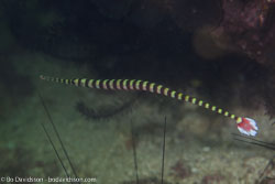 BD-160103-Malapasqua-2134-Dunckerocampus-multiannulatus-(Regan.-1903)-[Many-banded-pipefish].jpg